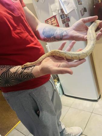 Image 1 of 2 year old royal banana python