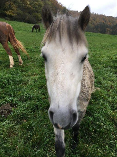 Preview of the first image of Attractive Small Welsh Pony Companion for Permanent Loan.