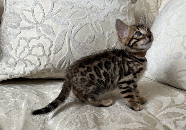 Image 13 of TICA registered bengal kittens for sale!??