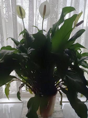 Image 2 of 3 X Large peace lilies, donation required