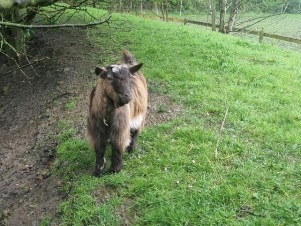 Image 1 of Pygmy Goat (Wether) 1 year old.