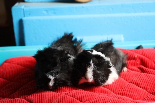 Image 1 of Peruvian Baby Boars and Satin Crested Boar Guinea Pigs