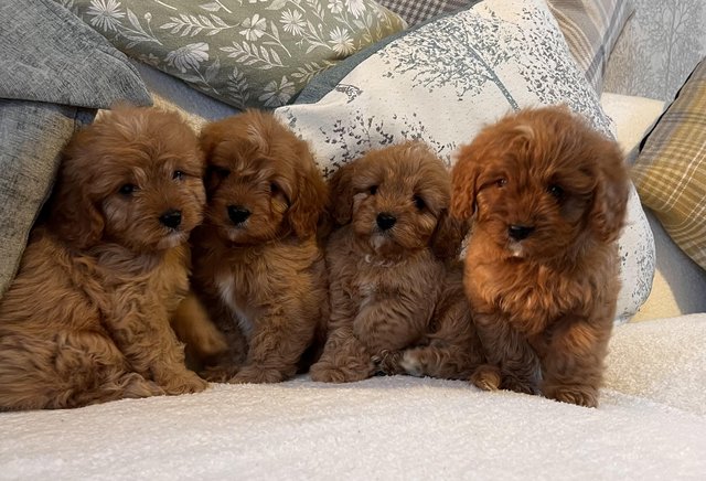 Preview of the first image of Extensively Health Tested F1 Toy CavaPoo Puppies.
