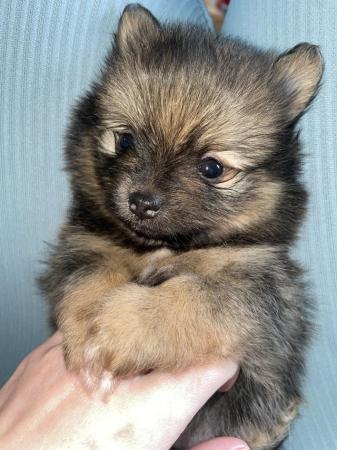 Image 4 of 3 girl Pomeranian Puppies ready to leave 21st May!