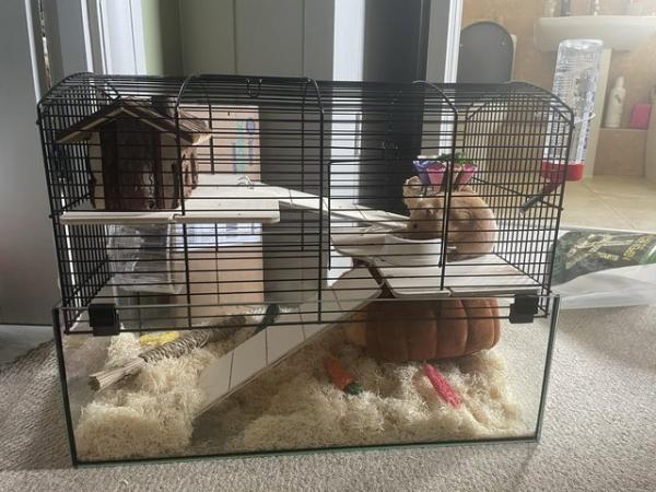 Image 4 of Syrian hamster + cage for sale
