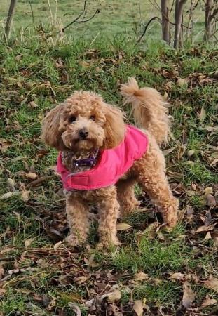 Image 13 of F1b cockapoo puppies for sale