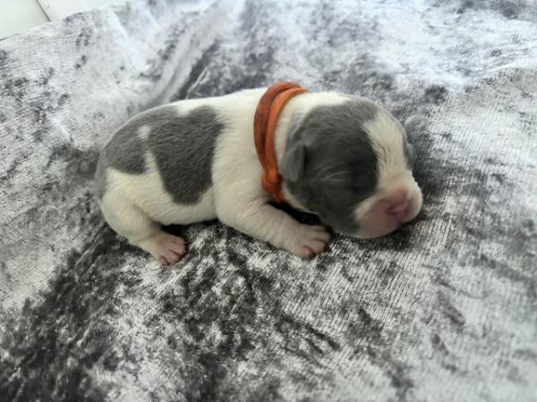 Image 4 of 5 Stunning French bulldogs lilac tan blue pied