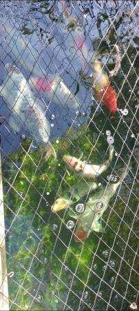 Image 5 of Koi carp, various sizes, great condition.