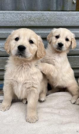 Image 1 of Fully Vaccinated KC Registered Golden Retriever Puppies