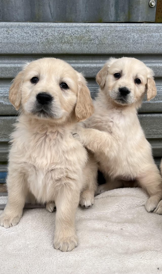 Preview of the first image of Fully Vaccinated KC Registered Golden Retriever Puppies.