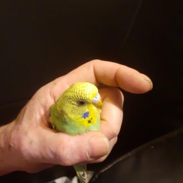 Preview of the first image of Beautiful baby hand tame budgies for sale.