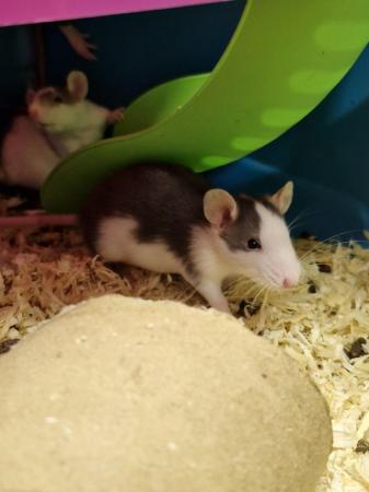 Image 6 of Beautiful young fancy rats