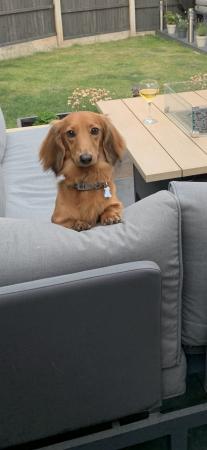 Image 2 of 3 year old Miniature Dachshund