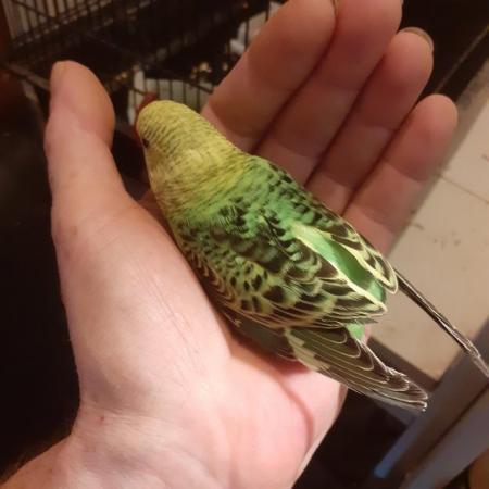 Image 3 of Beautiful baby hand tame budgies for sale