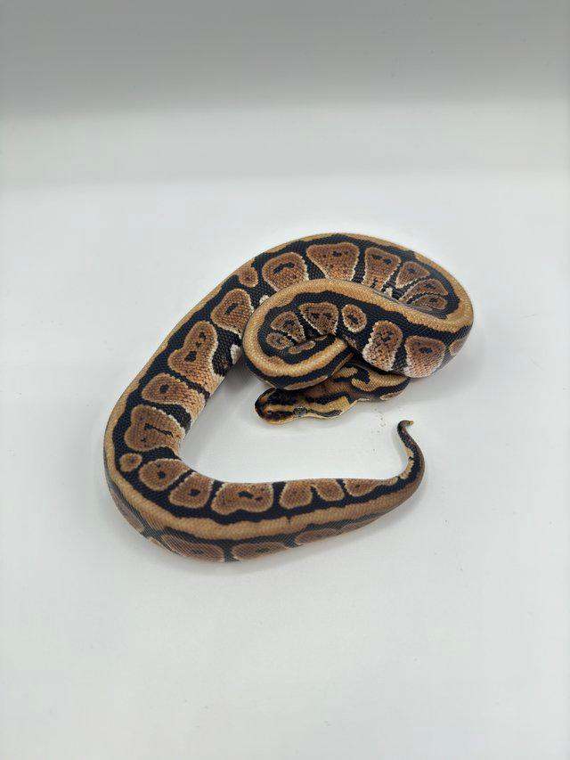 Preview of the first image of 2023 Spotnose Het Clown pos Het Hypo Female.