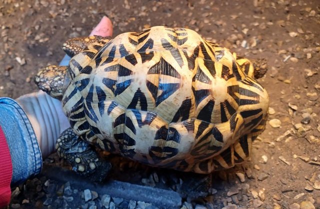 Image 4 of INDIAN STAR TORTOISE MALE cb 2012 in the UK