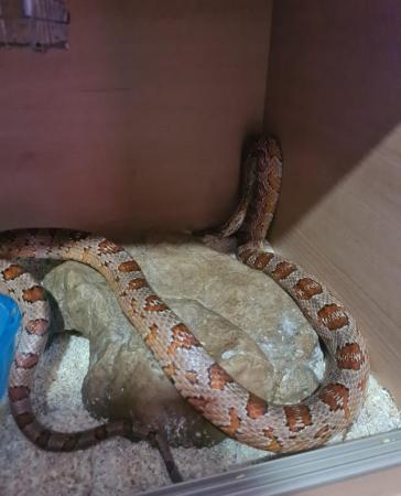 Image 2 of Adult male corn snake for sale