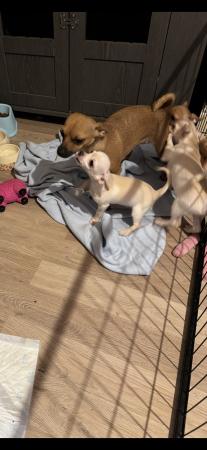 Image 2 of 12 weeks old chihuahua puppies ready now