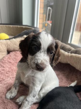 Image 2 of Springer / cockerpoo puppies for sale TWO BOY’S REMAINING