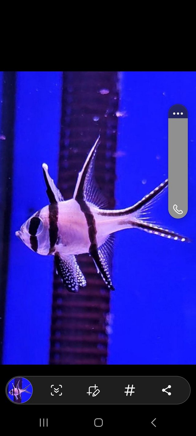 Preview of the first image of Emperor Cardinal Marine Fish.