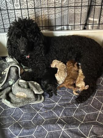 Kc miniature poodle puppys for sale in Dudley, West Midlands