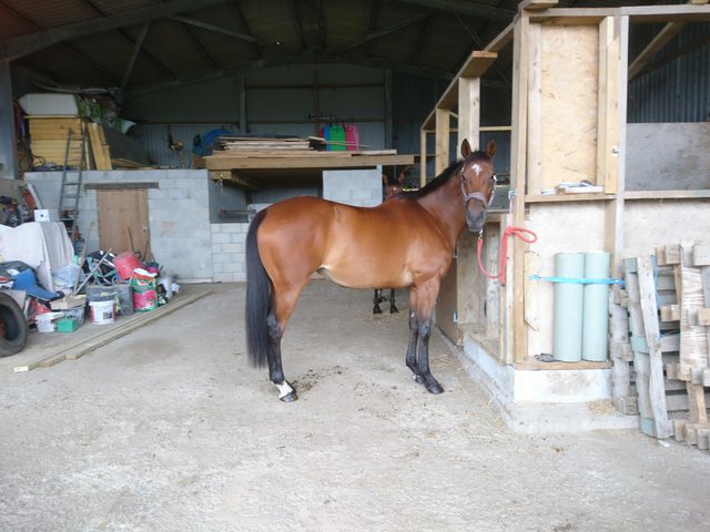 Preview of the first image of 15.2hh Bay Thoroughbred mare.