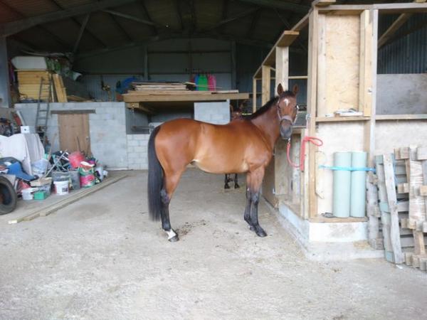 Image 1 of 15.2hh Bay Thoroughbred mare