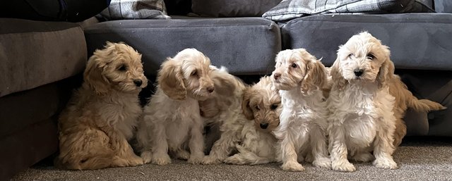 Image 7 of 8 week old f1 cockapoo puppies ready to leave