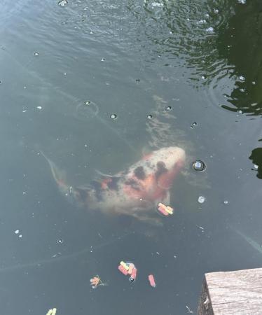 Image 4 of 2 Large Koi fish for sale