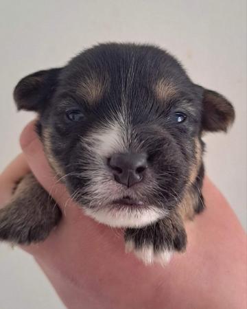 Image 8 of Beautiful wesite x Yorkshire x Jack Russell puppies