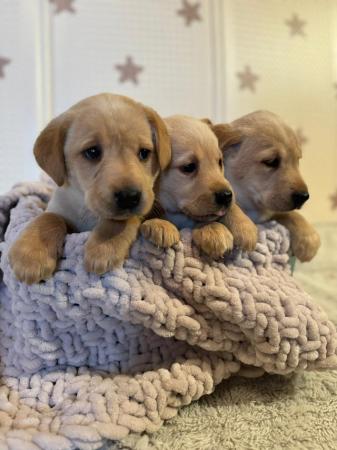 Image 3 of Beautiful KC Labrador puppies