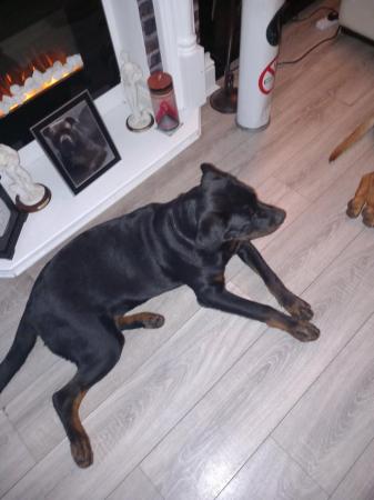 Image 3 of 8 month old rottweiler pup for sale