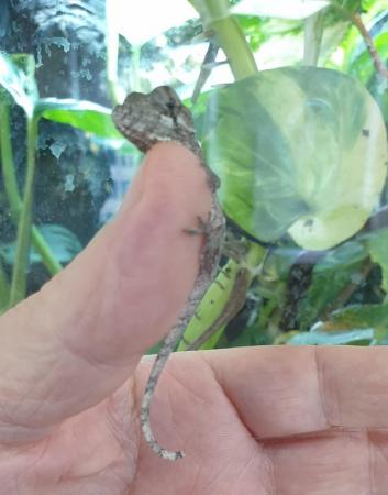 Image 1 of Wanted baby or sub adult Anolis Porcus