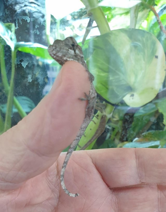 Preview of the first image of Wanted baby or sub adult Anolis Porcus.