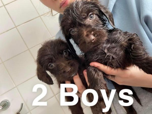 Image 12 of ?? Labradoodle puppies ??