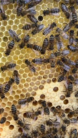 Image 8 of Langstroth Spring Bee Nucs 2024