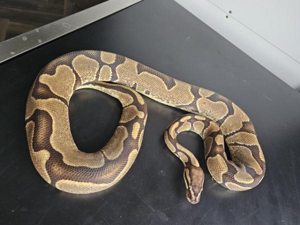 Image 3 of Cb22 royal pythons future breeding pair