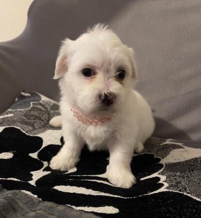 Image 6 of Gorgeous Maltese Puppies Looking For Their Forever Homes