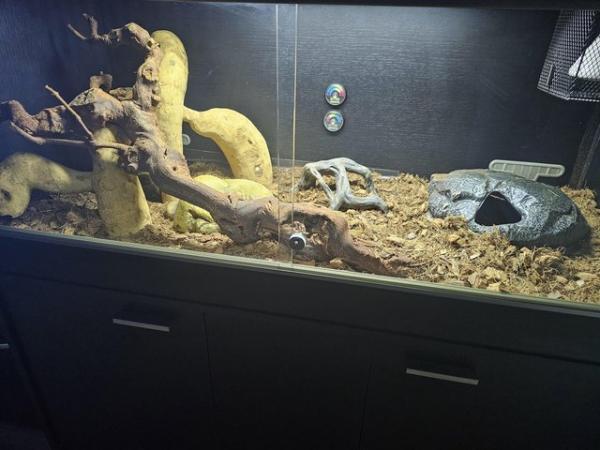 Image 2 of Female Ball Python (Fire yellow belly) with complete setup.