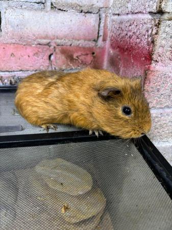 Image 6 of 6 male guinea pigs for sale from 3 months to 2 years
