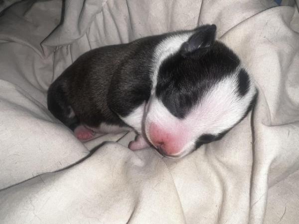 Image 8 of Beautiful Staffordshire Bull Terrier puppies