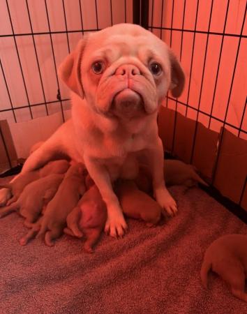 Image 6 of 4 KC pug puppies left! All ready to leave