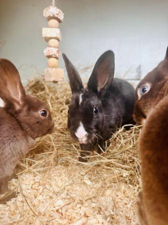 Image 4 of 2 Gorgeous mini Rex brothers with excellent temperaments.