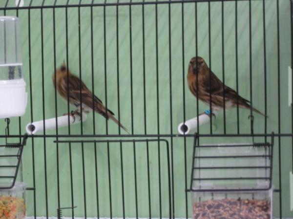 Image 4 of REDPOLLS FOR SALE / REHOME