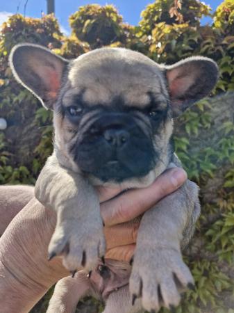 Image 14 of KC Registered French Bulldog Puppies 2 left