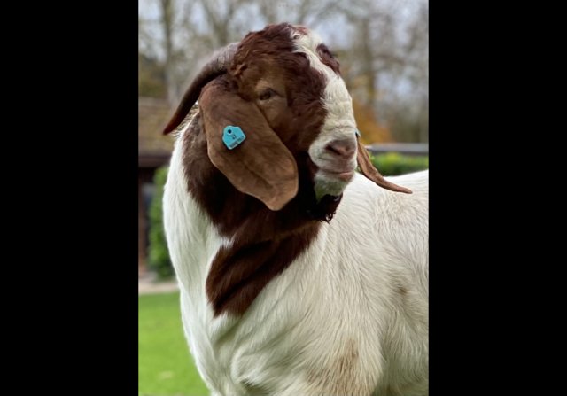Image 2 of Full Blood Boer Goats BUCKS for sale