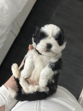 Image 3 of 1 x Shih Tzu Puppy for sale