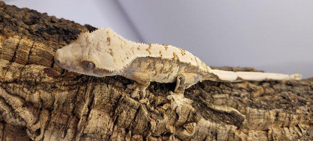 Image 4 of Gorgeous Tri Colour Crested Gecko ready for forever home