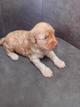 Image 6 of Stunning F2b Quality sproodle  puppies