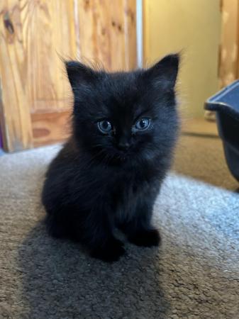 Image 4 of 9 week old black kittens